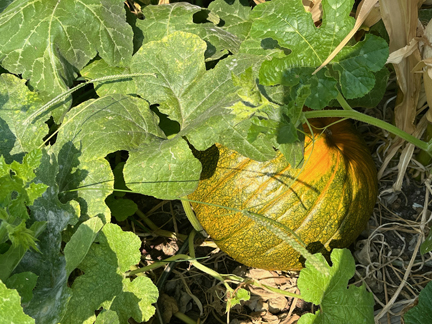 Closeup Pumpkin Small